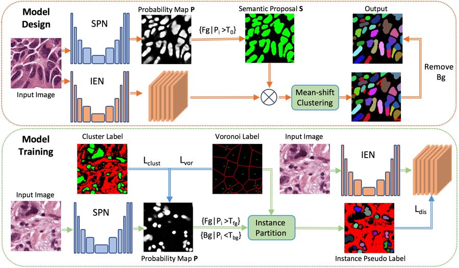 WeakNucleiSeg two-branch architecture with nuclei imagery